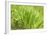 Reeds And Poison Ivy In Breeze-Anthony Paladino-Framed Giclee Print