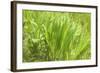 Reeds And Poison Ivy In Breeze-Anthony Paladino-Framed Giclee Print