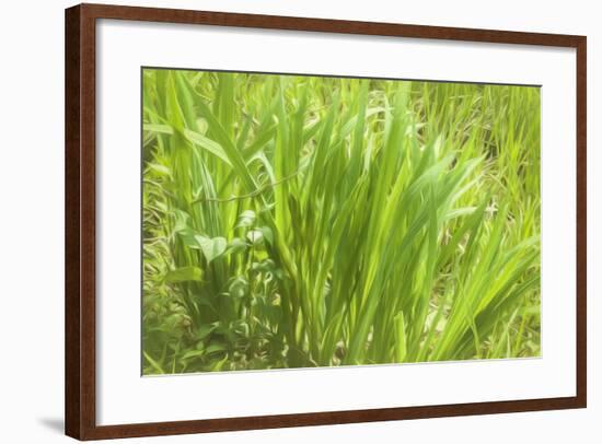 Reeds And Poison Ivy In Breeze-Anthony Paladino-Framed Giclee Print