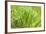 Reeds And Poison Ivy In Breeze-Anthony Paladino-Framed Giclee Print