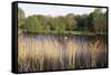 Reeds by the River Yare, Norfolk, England, United Kingdom-Charcrit Boonsom-Framed Stretched Canvas