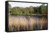 Reeds by the River Yare, Norfolk, England, United Kingdom-Charcrit Boonsom-Framed Stretched Canvas