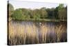 Reeds by the River Yare, Norfolk, England, United Kingdom-Charcrit Boonsom-Stretched Canvas