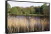 Reeds by the River Yare, Norfolk, England, United Kingdom-Charcrit Boonsom-Framed Stretched Canvas