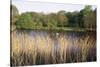 Reeds by the River Yare, Norfolk, England, United Kingdom-Charcrit Boonsom-Stretched Canvas