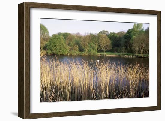 Reeds by the River Yare, Norfolk, England, United Kingdom-Charcrit Boonsom-Framed Photographic Print