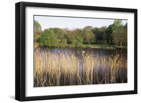 Reeds by the River Yare, Norfolk, England, United Kingdom-Charcrit Boonsom-Framed Photographic Print