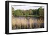 Reeds by the River Yare, Norfolk, England, United Kingdom-Charcrit Boonsom-Framed Photographic Print