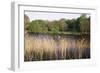 Reeds by the River Yare, Norfolk, England, United Kingdom-Charcrit Boonsom-Framed Photographic Print