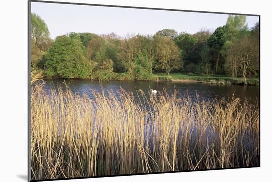 Reeds by the River Yare, Norfolk, England, United Kingdom-Charcrit Boonsom-Mounted Photographic Print