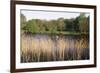 Reeds by the River Yare, Norfolk, England, United Kingdom-Charcrit Boonsom-Framed Photographic Print