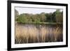 Reeds by the River Yare, Norfolk, England, United Kingdom-Charcrit Boonsom-Framed Photographic Print