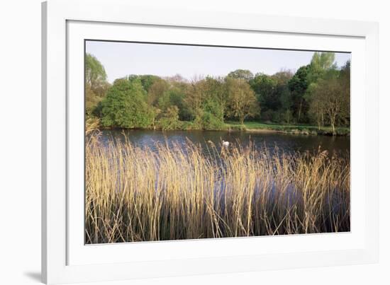 Reeds by the River Yare, Norfolk, England, United Kingdom-Charcrit Boonsom-Framed Photographic Print