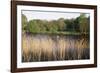 Reeds by the River Yare, Norfolk, England, United Kingdom-Charcrit Boonsom-Framed Photographic Print