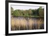 Reeds by the River Yare, Norfolk, England, United Kingdom-Charcrit Boonsom-Framed Photographic Print