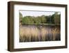 Reeds by the River Yare, Norfolk, England, United Kingdom-Charcrit Boonsom-Framed Photographic Print