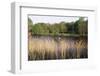 Reeds by the River Yare, Norfolk, England, United Kingdom-Charcrit Boonsom-Framed Photographic Print