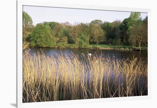 Reeds by the River Yare, Norfolk, England, United Kingdom-Charcrit Boonsom-Framed Photographic Print