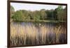 Reeds by the River Yare, Norfolk, England, United Kingdom-Charcrit Boonsom-Framed Photographic Print