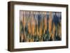 Reeds Catch Morning Light with Autumn Reflections , the Kootenai National Forest, Montana-Chuck Haney-Framed Photographic Print