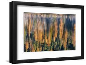 Reeds Catch Morning Light with Autumn Reflections , the Kootenai National Forest, Montana-Chuck Haney-Framed Photographic Print