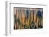 Reeds Catch Morning Light with Autumn Reflections , the Kootenai National Forest, Montana-Chuck Haney-Framed Photographic Print