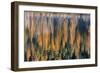 Reeds Catch Morning Light with Autumn Reflections , the Kootenai National Forest, Montana-Chuck Haney-Framed Photographic Print