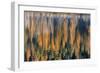 Reeds Catch Morning Light with Autumn Reflections , the Kootenai National Forest, Montana-Chuck Haney-Framed Photographic Print