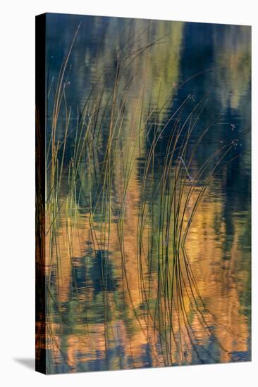 Reeds Catch Morning Light with Autumn Reflections , the Kootenai National Forest, Montana-Chuck Haney-Stretched Canvas