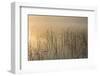 Reeds catch sunrise light on foggy morning on Spencer Lake, Whitefish, Montana, USA-Chuck Haney-Framed Photographic Print