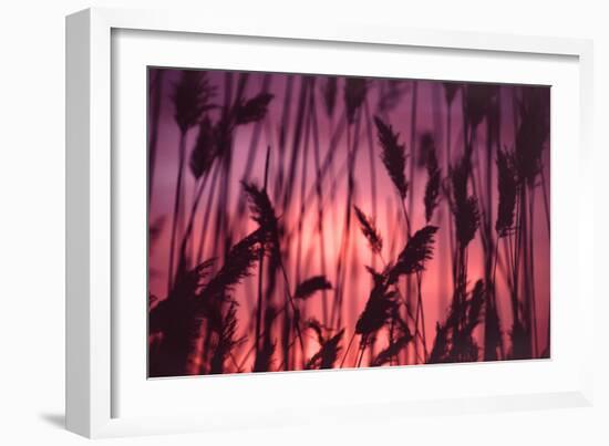 Reeds Close to Tormes River Salamanca Castile Leon Spain-Kevin George-Framed Photographic Print