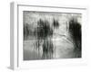 Reeds, France, 1960-Brett Weston-Framed Premium Photographic Print