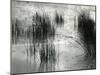 Reeds, France, 1960-Brett Weston-Mounted Premium Photographic Print