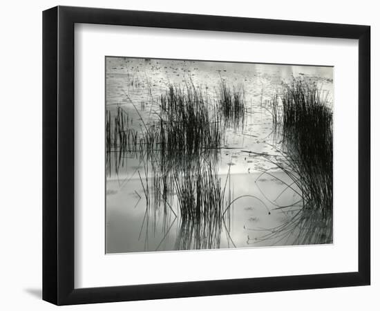 Reeds, France, 1960-Brett Weston-Framed Photographic Print