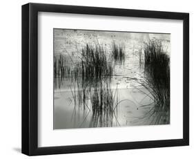 Reeds, France, 1960-Brett Weston-Framed Photographic Print