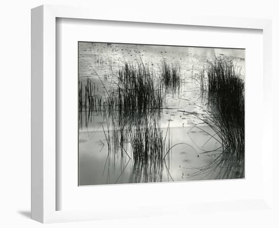 Reeds, France, 1960-Brett Weston-Framed Photographic Print