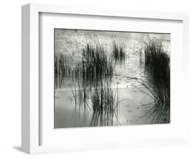 Reeds, France, 1960-Brett Weston-Framed Photographic Print