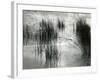 Reeds, France, 1960-Brett Weston-Framed Photographic Print
