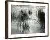 Reeds, France, 1960-Brett Weston-Framed Photographic Print