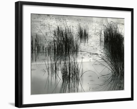 Reeds, France, 1960-Brett Weston-Framed Photographic Print