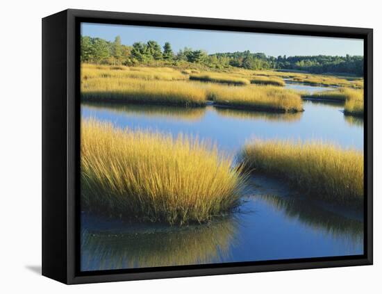 Reeds Growing in Marsh, Maine, USA-Scott T^ Smith-Framed Stretched Canvas