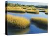 Reeds Growing in Marsh, Maine, USA-Scott T^ Smith-Stretched Canvas