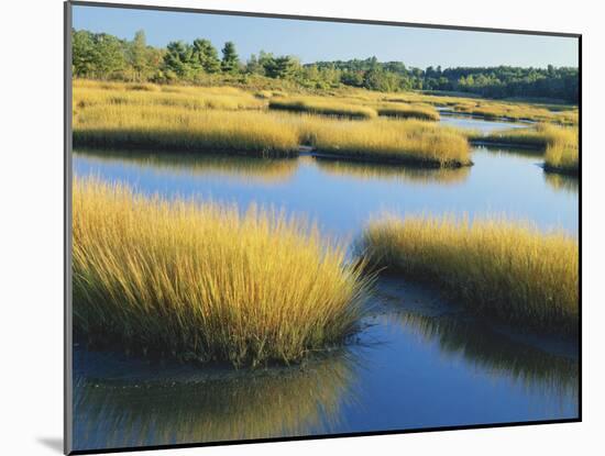 Reeds Growing in Marsh, Maine, USA-Scott T^ Smith-Mounted Photographic Print