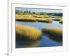 Reeds Growing in Marsh, Maine, USA-Scott T^ Smith-Framed Photographic Print