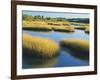 Reeds Growing in Marsh, Maine, USA-Scott T^ Smith-Framed Photographic Print