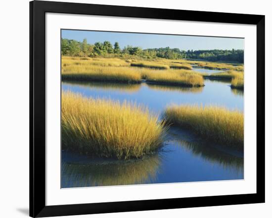 Reeds Growing in Marsh, Maine, USA-Scott T^ Smith-Framed Photographic Print