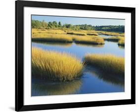 Reeds Growing in Marsh, Maine, USA-Scott T^ Smith-Framed Photographic Print