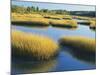 Reeds Growing in Marsh, Maine, USA-Scott T^ Smith-Mounted Photographic Print