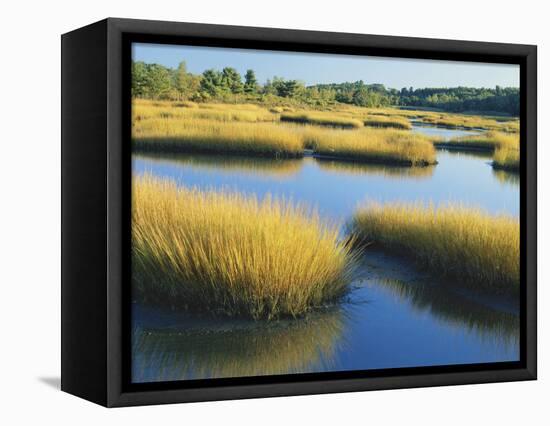 Reeds Growing in Marsh, Maine, USA-Scott T^ Smith-Framed Stretched Canvas