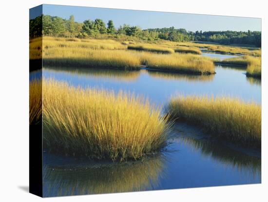 Reeds Growing in Marsh, Maine, USA-Scott T^ Smith-Stretched Canvas